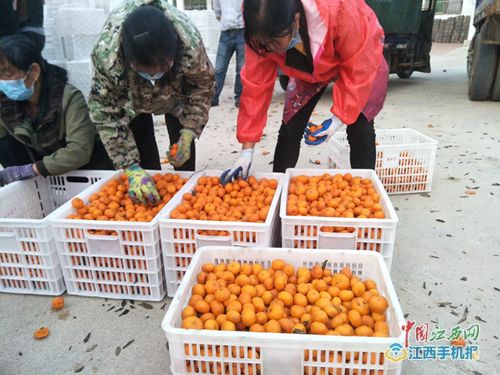 广昌县总工会 以买代帮 助力贫困户解决疫期农产品销售 图