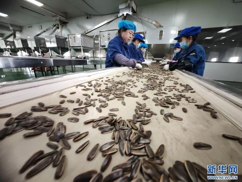 新时代中国调研行 黄河篇 内蒙古河套地区农产品香飘海外