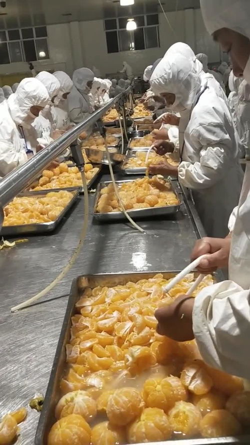 丰岛食品厂桔子分辨车间