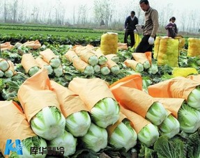 果蔬相继 滞销 ,农产品冷库冷链能挽救吗