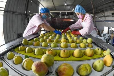 河北遵化:农产品转化助农增收