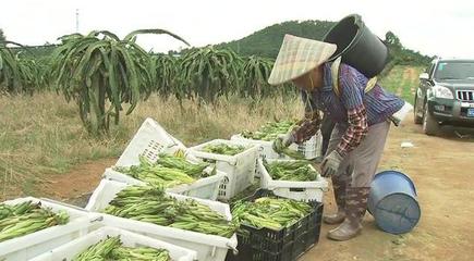 农视词典 | 农产品上行
